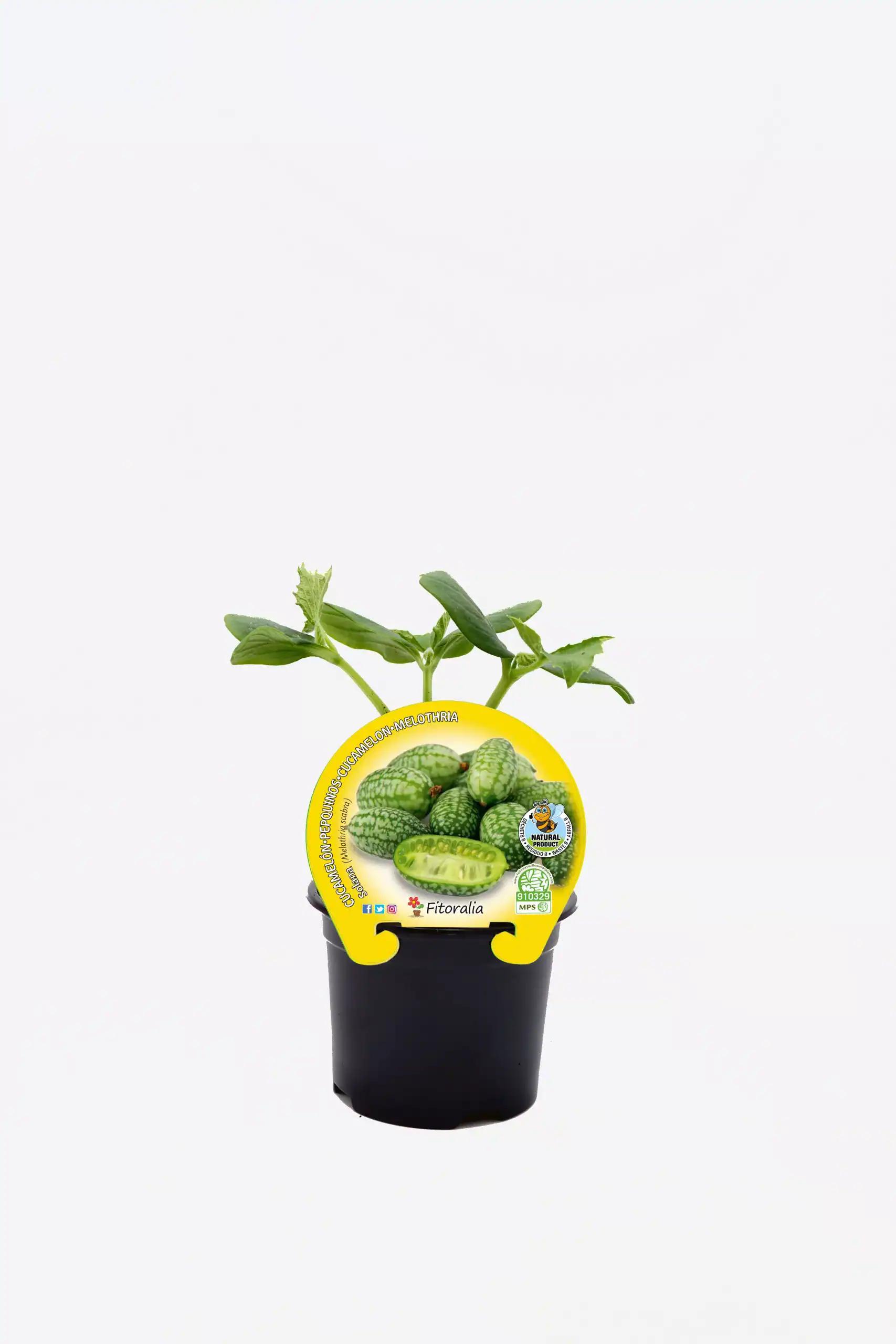 Suculenta planta de sandía en maceta con etiqueta de semillas orgánicas y cultivo ecológico.