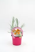 Fragancia de flor de caléndula en maceta rosa con etiquetas ecológicas, ideal para cultivo orgánico y jardinería sostenible en huertos urbanos y jardines ecológicos.