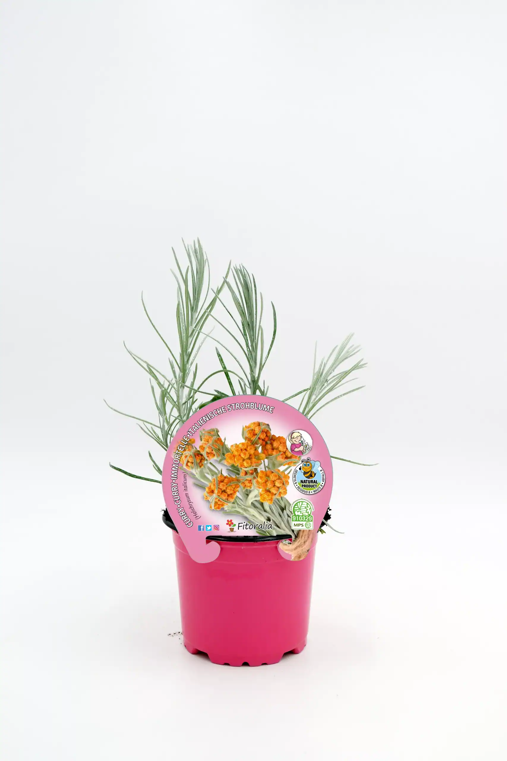 Fragancia de flor de caléndula en maceta rosa con etiquetas ecológicas, ideal para cultivo orgánico y jardinería sostenible en huertos urbanos y jardines ecológicos.