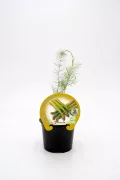 Asparagus verde en maceta, cultivo ecológico de hortalizas para huertos urbanos y sostenibles. Producto natural, certificado y respetuoso con el medio ambiente.