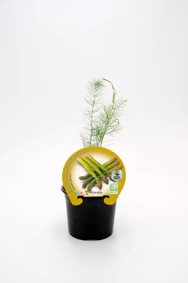Asparagus verde en maceta, cultivo ecológico de hortalizas para huertos urbanos y sostenibles. Producto natural, certificado y respetuoso con el medio ambiente.