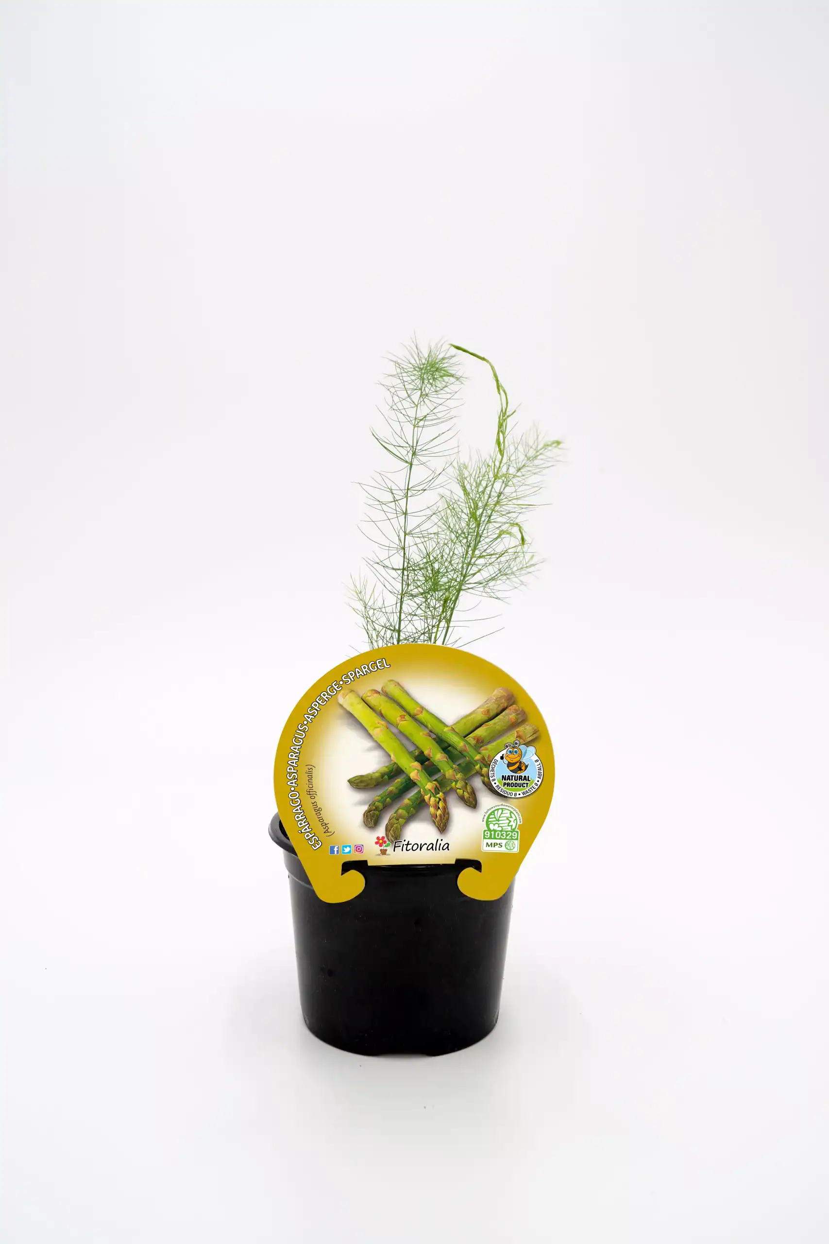 Asparagus verde en maceta, cultivo ecológico de hortalizas para huertos urbanos y sostenibles. Producto natural, certificado y respetuoso con el medio ambiente.
