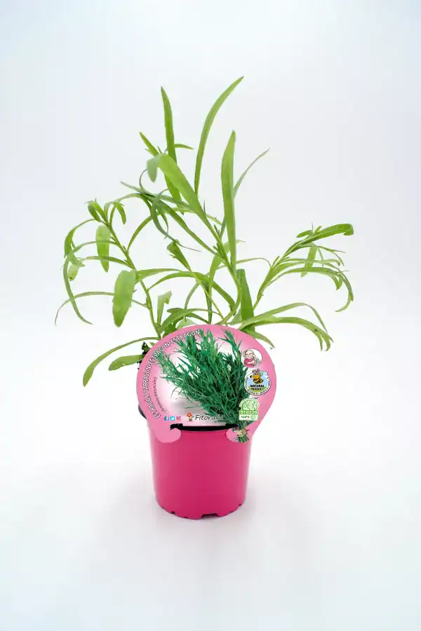 Hierba aromática en maceta rosa, ideal para cultivo orgánico, con etiquetas de certificación ecológica, ofrece sabor y frescura natural para cocinar saludable.