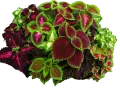 Colo de plantas de coleus con hojas variegadas en tonos verdes, rosas y burdeos, ideales para decorar y enriquecer jardines con un toque de color y estilo.