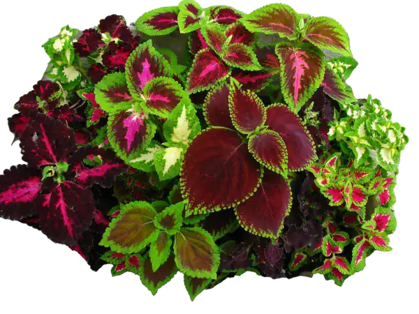 Colo de plantas de coleus con hojas variegadas en tonos verdes, rosas y burdeos, ideales para decorar y enriquecer jardines con un toque de color y estilo.
