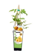 Cuidado de planta de frambueso en maceta con soporte, productos ecológicos, y fruta madura en la etiqueta, promoviendo agricultura orgánica y sostenible.