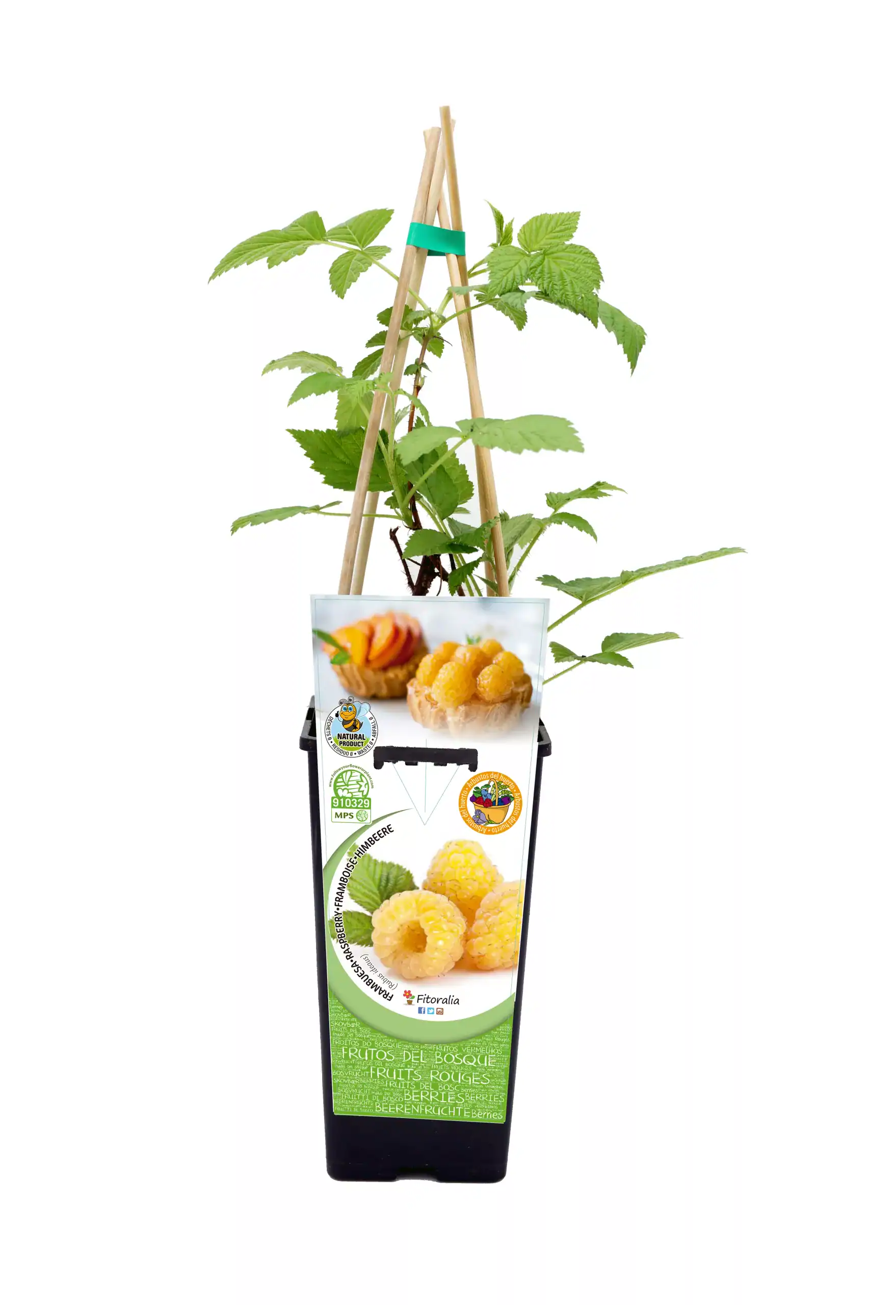 Cuidado de planta de frambueso en maceta con soporte, productos ecológicos, y fruta madura en la etiqueta, promoviendo agricultura orgánica y sostenible.