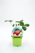 Jardinería ecológica con planta de fresa en maceta infantil, cultivo orgánico y sostenible, ideal para niños, en un ambiente saludable y divertido.