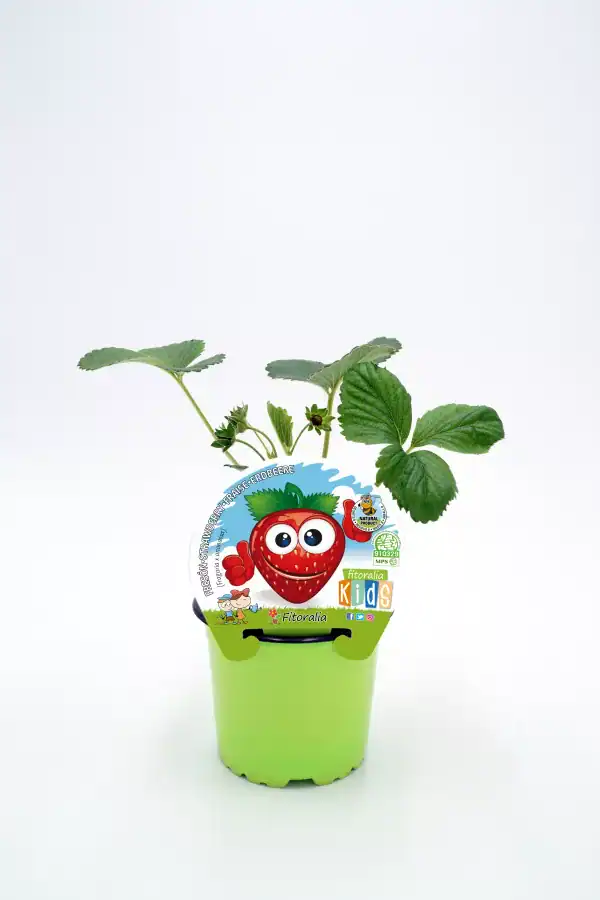 Jardinería ecológica con planta de fresa en maceta infantil, cultivo orgánico y sostenible, ideal para niños, en un ambiente saludable y divertido.