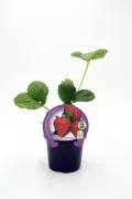 Fresas ecológicas en maceta, cultivo orgánico, huerto sostenible, frutas frescas y saludables, producción natural, cultivo ecológico, huerto.bio.