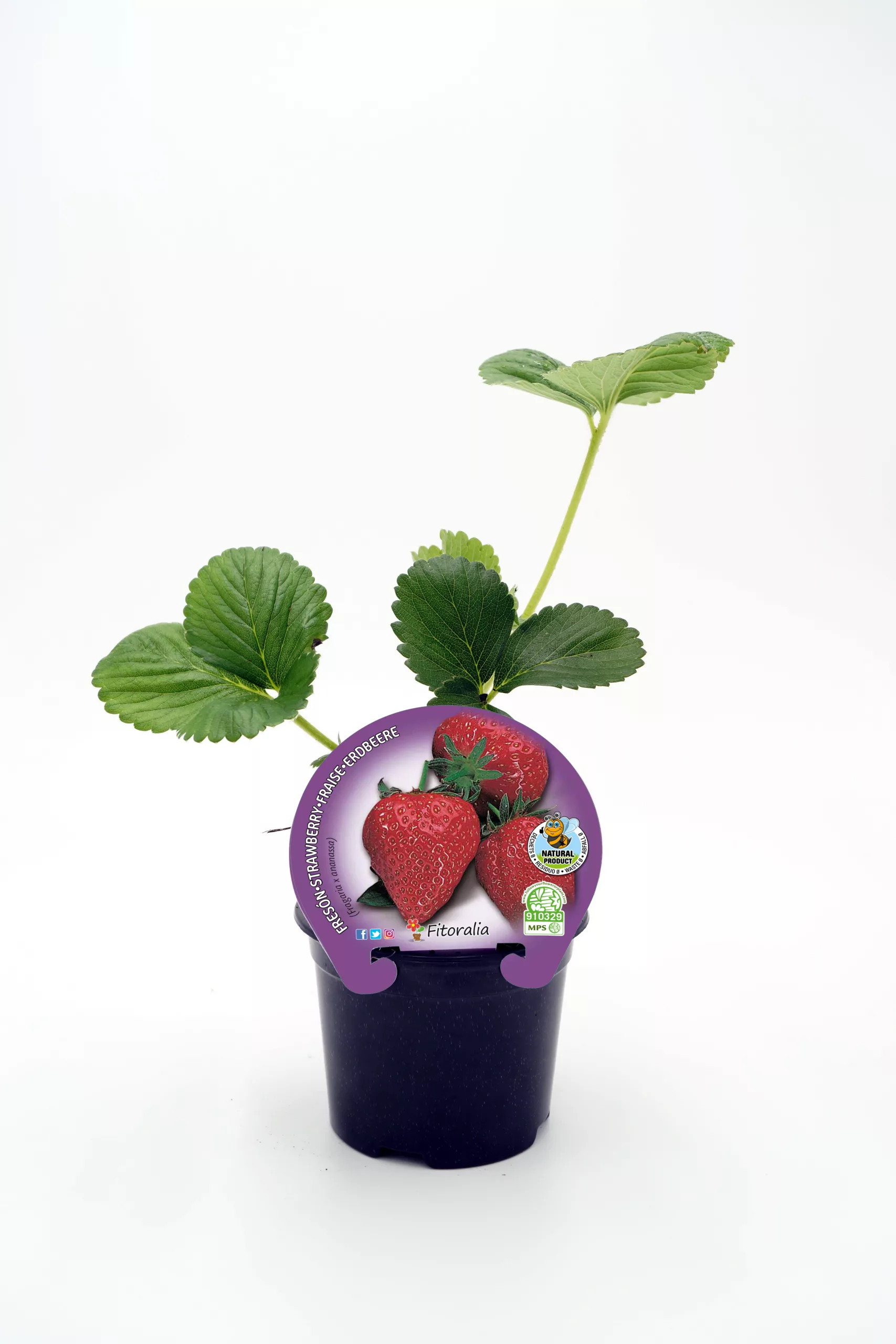 Fresas ecológicas en maceta, cultivo orgánico, huerto sostenible, frutas frescas y saludables, producción natural, cultivo ecológico, huerto.bio.