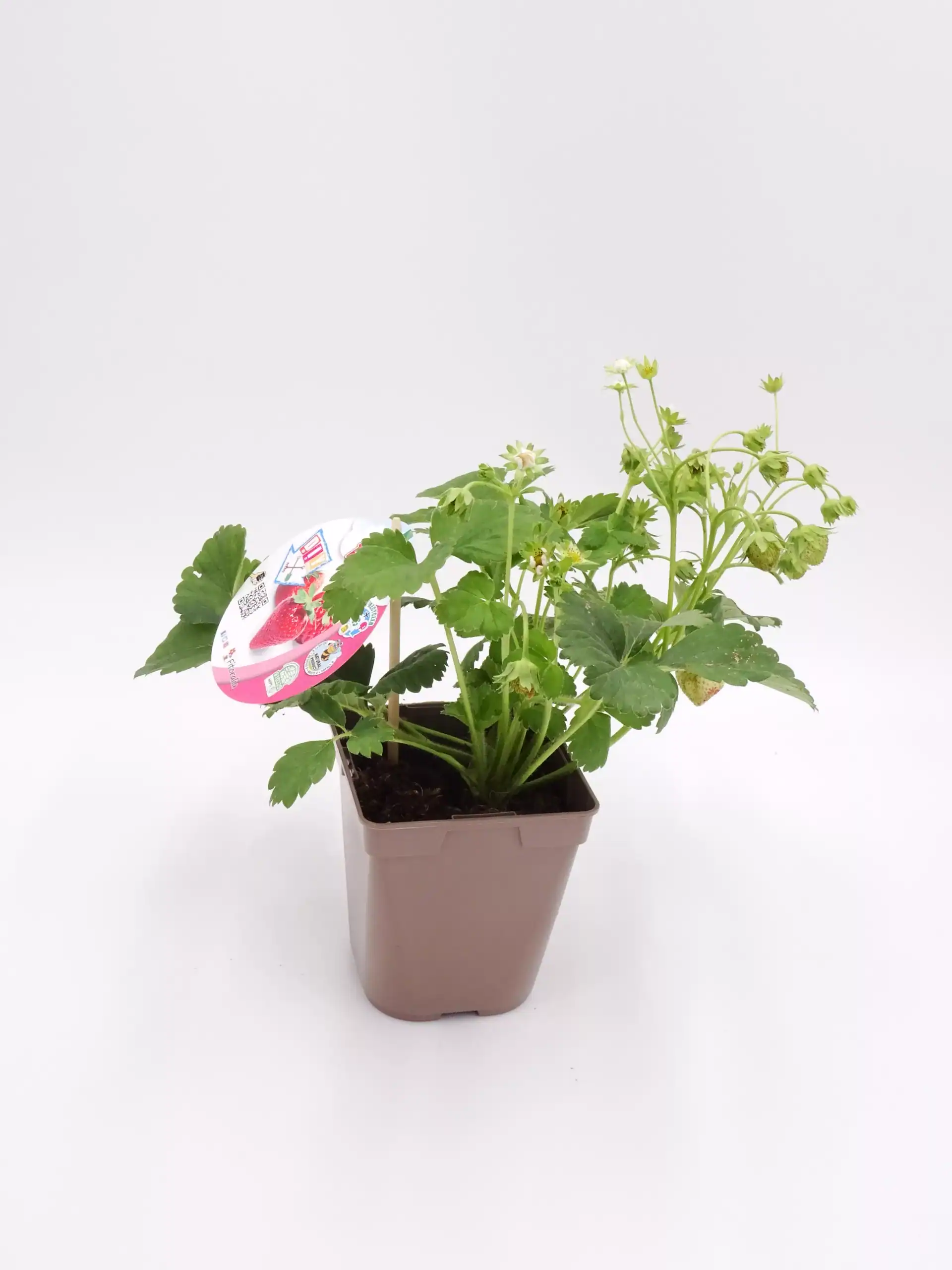 Planta de fresa en maceta, cultivo ecológico, huerto urbano, fresas orgánicas, jardinería sostenible, cultivo en casa, plantación de fresas, huerto casero, agricultura ecológica, plantas comestibles, cuidado de plantas frutales.