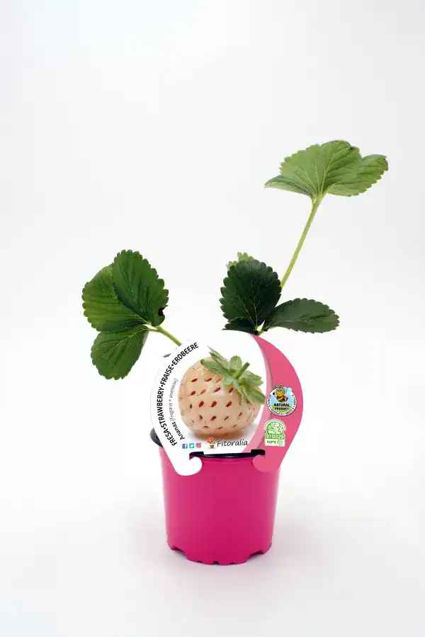 Fresa en maceta con hojas verdes y crecimiento en interior, cultivo ecológico y natural, ideal para huertos urbanos y jardinería sostenible, marca Huerto.Bio.