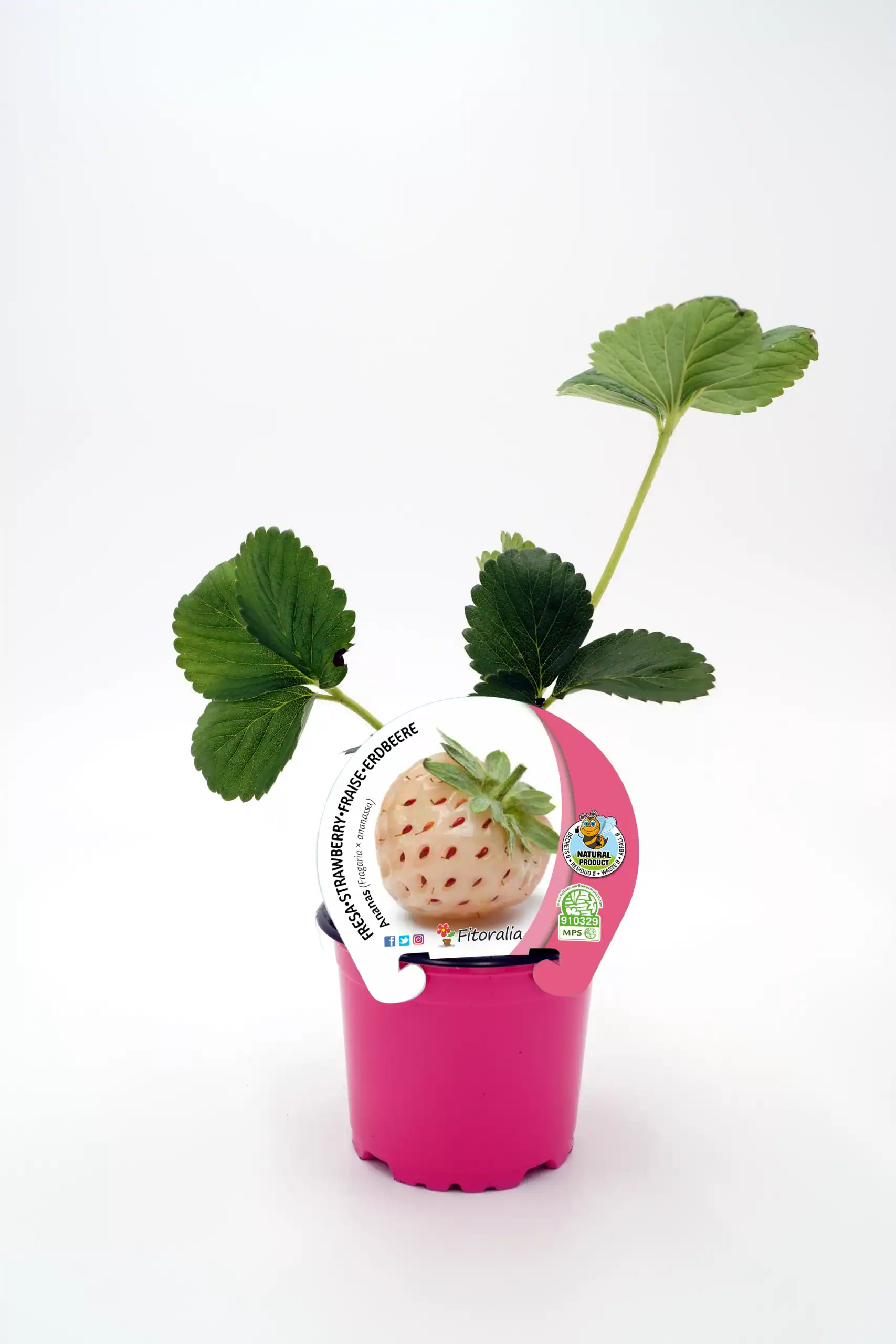 Fresa en maceta con hojas verdes y crecimiento en interior, cultivo ecológico y natural, ideal para huertos urbanos y jardinería sostenible, marca Huerto.Bio.