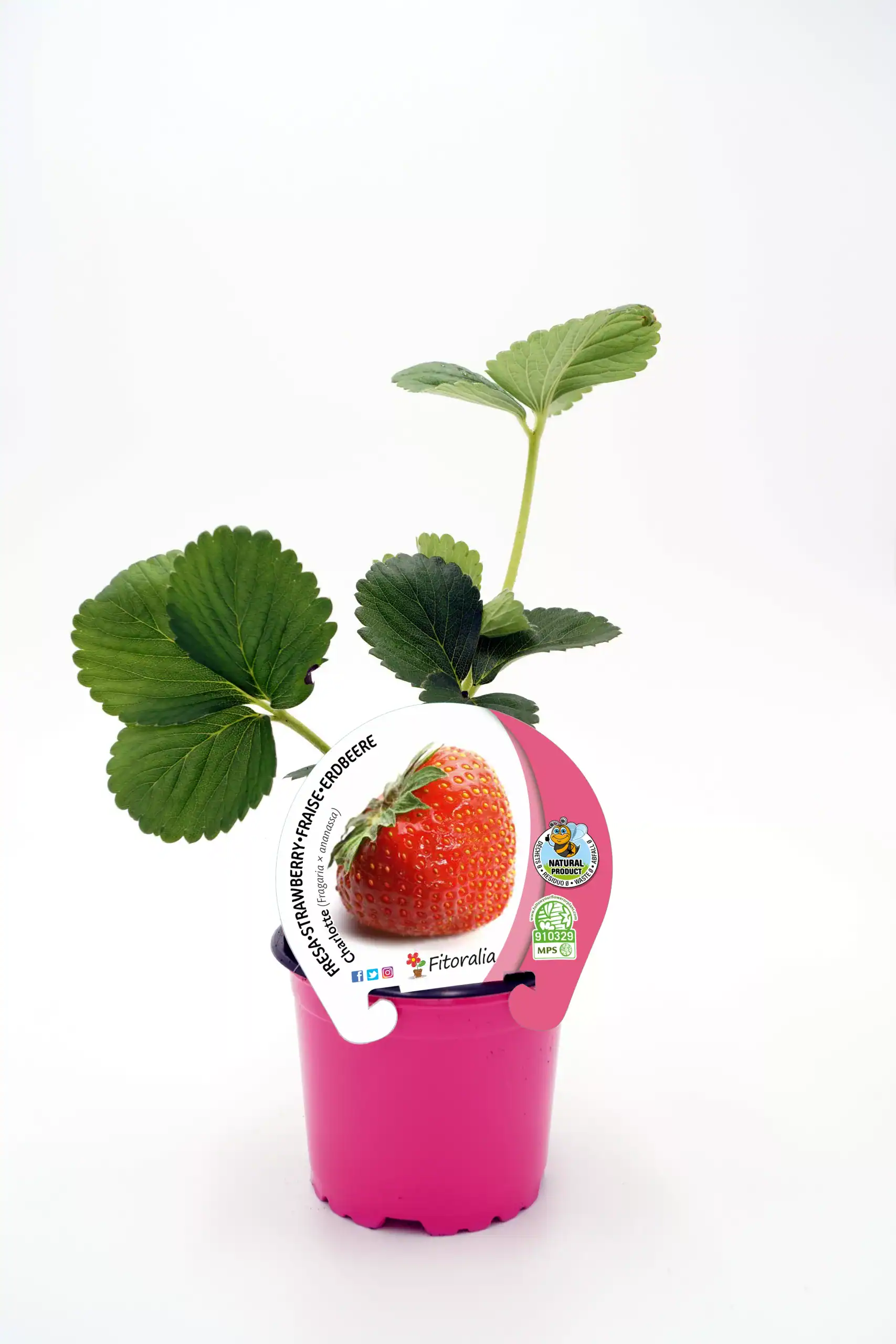 Fresa orgánica en maceta rosa con hojas verdes y etiqueta de certificación ecológica, ideal para cultivos sostenibles y agricultura bio.