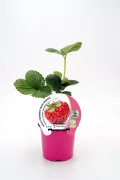Fresa en maceta con hojas verdes y etiqueta de cultivo ecológico, ideal para agricultura orgánica y productos saludables.