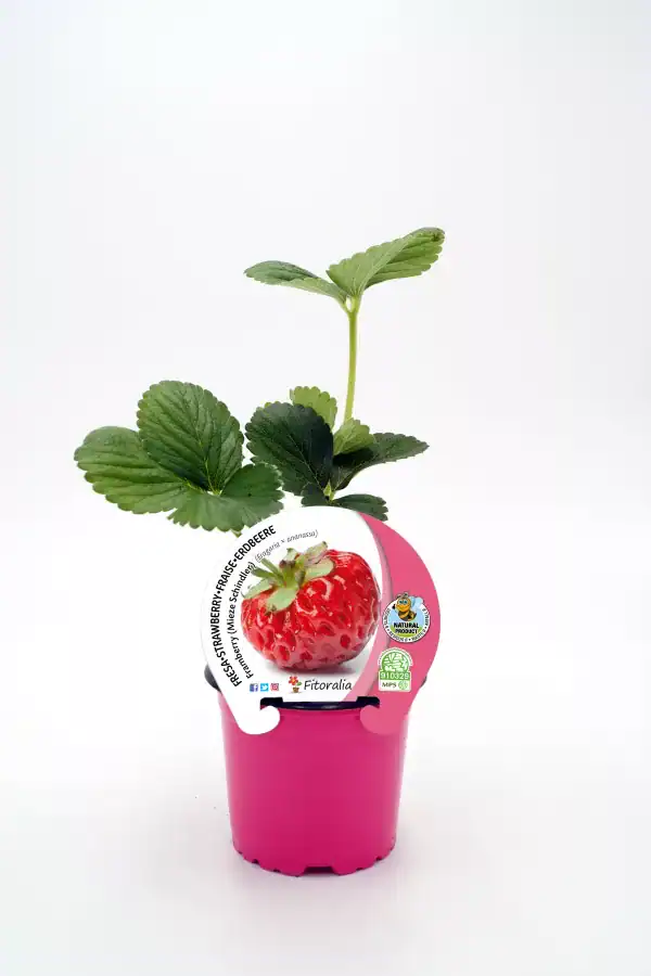 Fresa en maceta con hojas verdes y etiqueta de cultivo ecológico, ideal para agricultura orgánica y productos saludables.