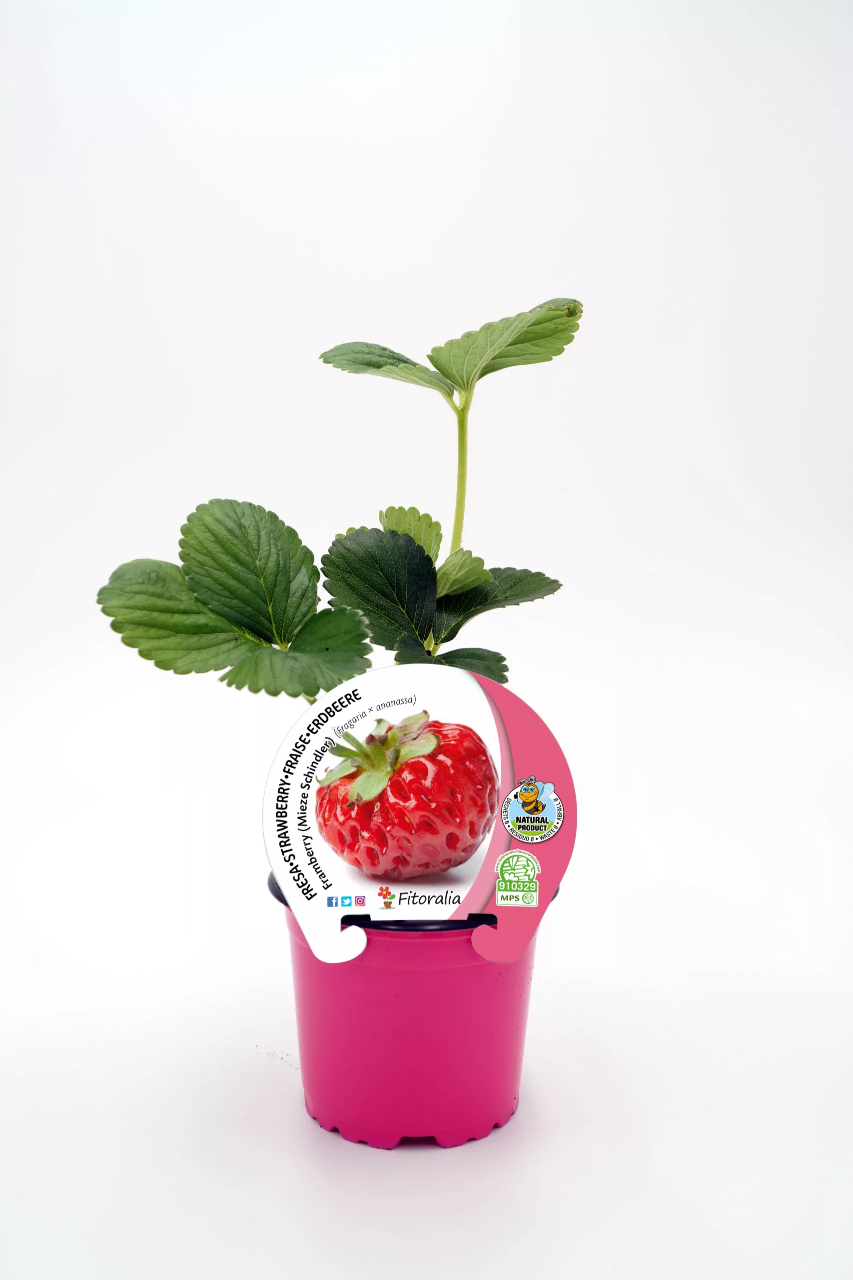 Fresa en maceta con hojas verdes y etiqueta de cultivo ecológico, ideal para agricultura orgánica y productos saludables.