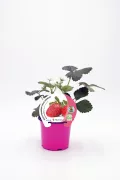 C maja planta de fresas en maceta rosa con etiqueta de cultivo ecológico, ecológica y de agricultura orgánica, perfecta para huerto urbano y cultivo casero.