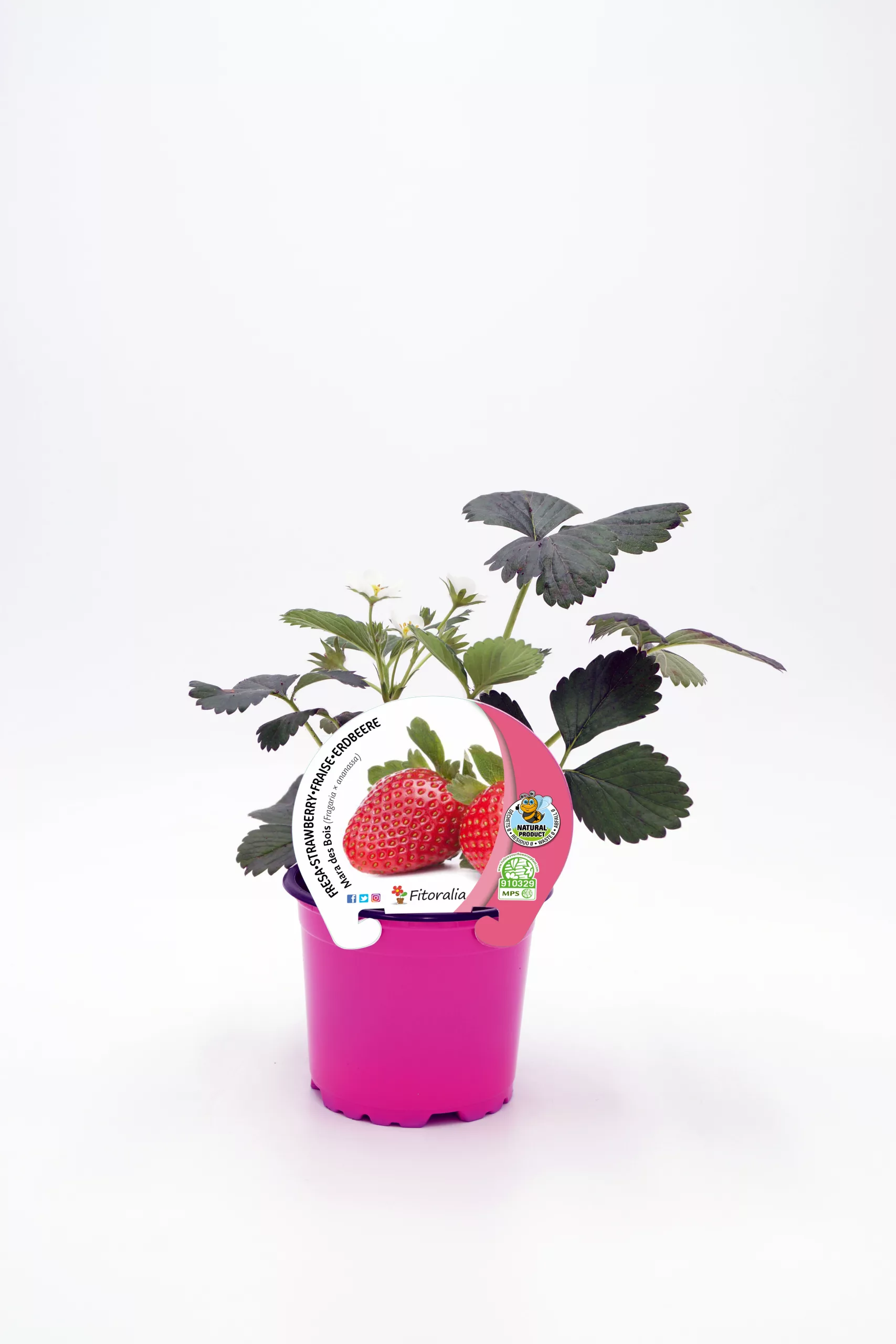 C maja planta de fresas en maceta rosa con etiqueta de cultivo ecológico, ecológica y de agricultura orgánica, perfecta para huerto urbano y cultivo casero.
