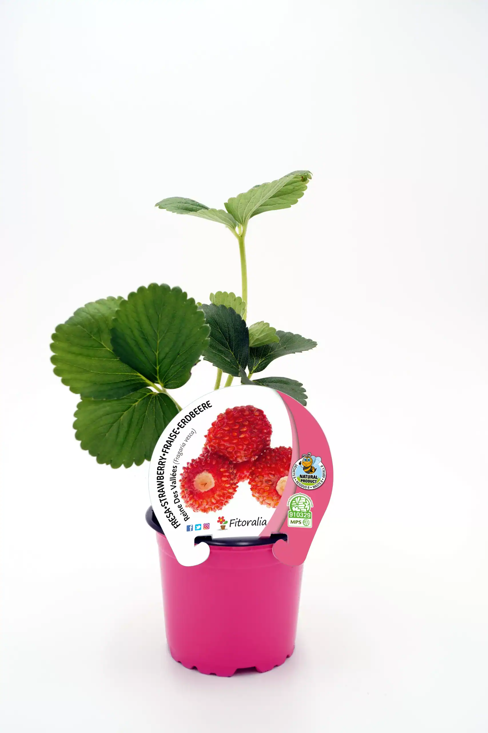 Muda de fresa cultivada en maceta con hojas verdes y etiqueta de la variedad.