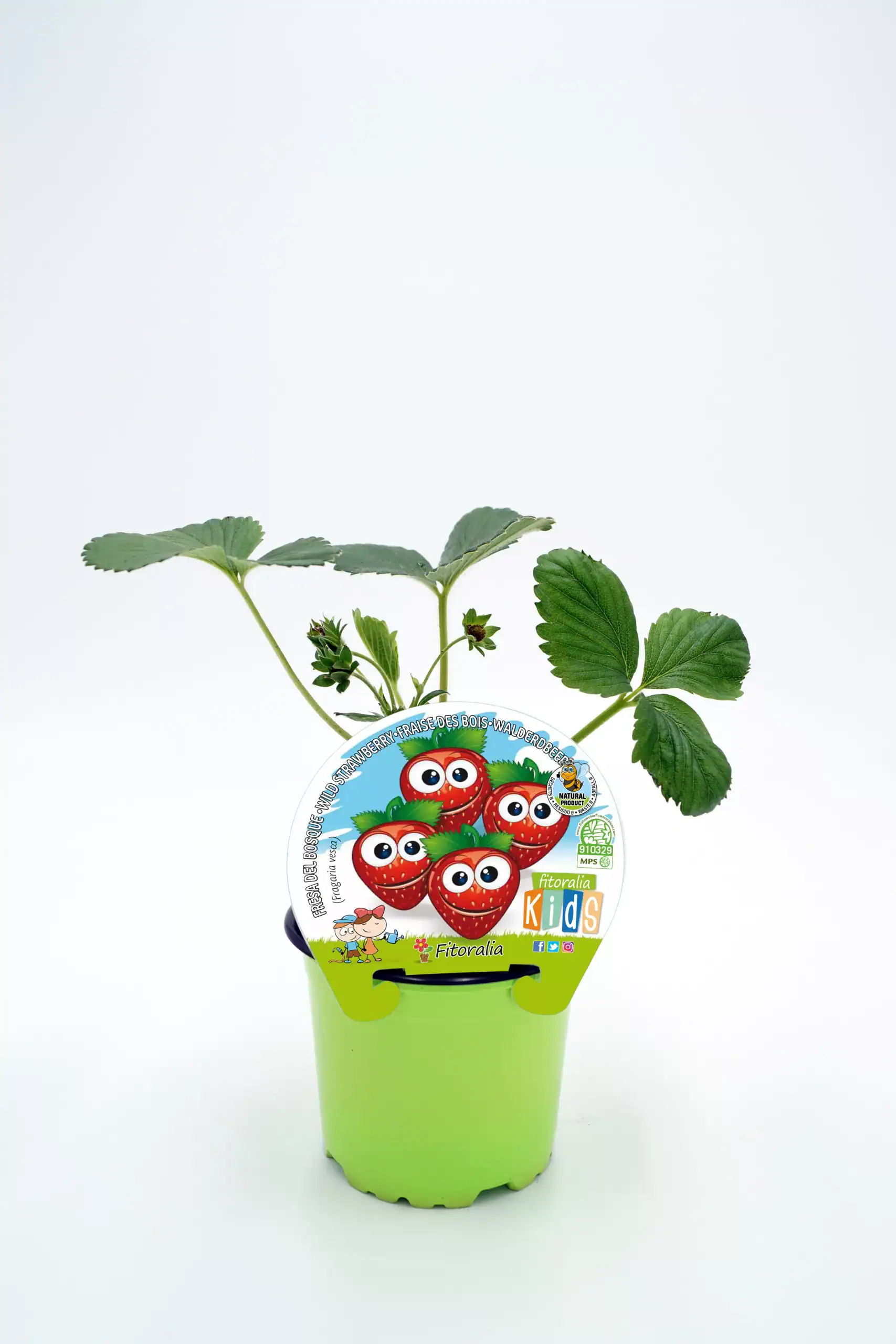 Fresas en maceta con etiqueta de fresa divertida y hojas verdes, cultivo ecológico, para niños, en huerto urbano, ideal para cultivo en casa y proyectar un huerto sostenible.