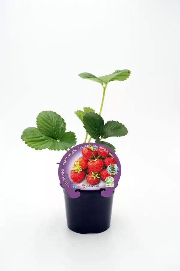Fresa ecológica en maceta, cultivo orgánico, planta de fresa saludable y resistente, ideal para huertos caseros y agricultura sostenible, con certificación ecológica y semillas de calidad.