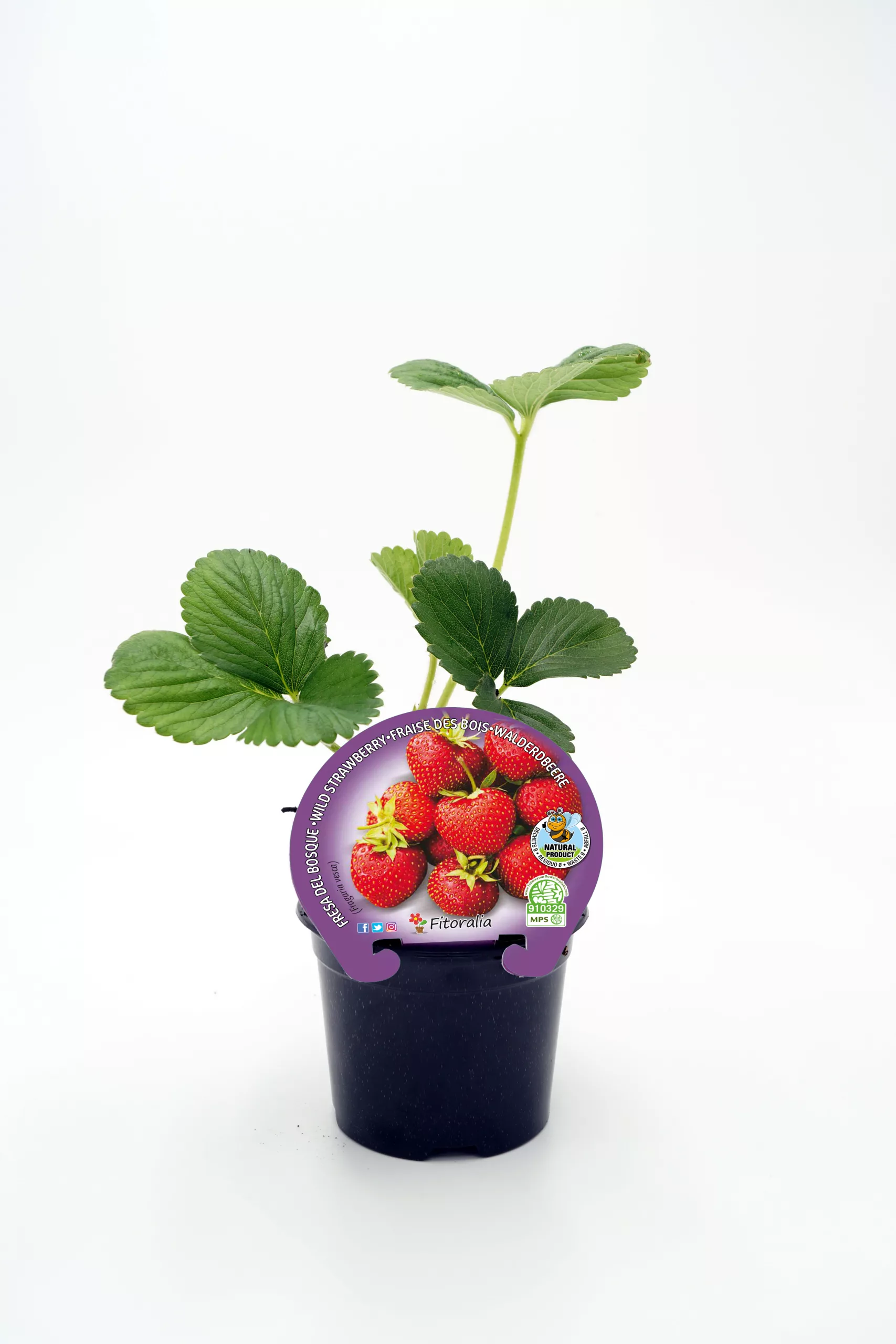 Fresa ecológica en maceta, cultivo orgánico, planta de fresa saludable y resistente, ideal para huertos caseros y agricultura sostenible, con certificación ecológica y semillas de calidad.