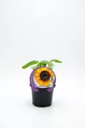 Girasol en maceta, planta de girasol joven en interior, cultivo ecológico y orgánico.