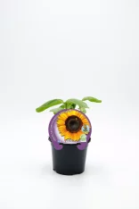 Girasol en maceta, planta de girasol joven en interior, cultivo ecológico y orgánico.