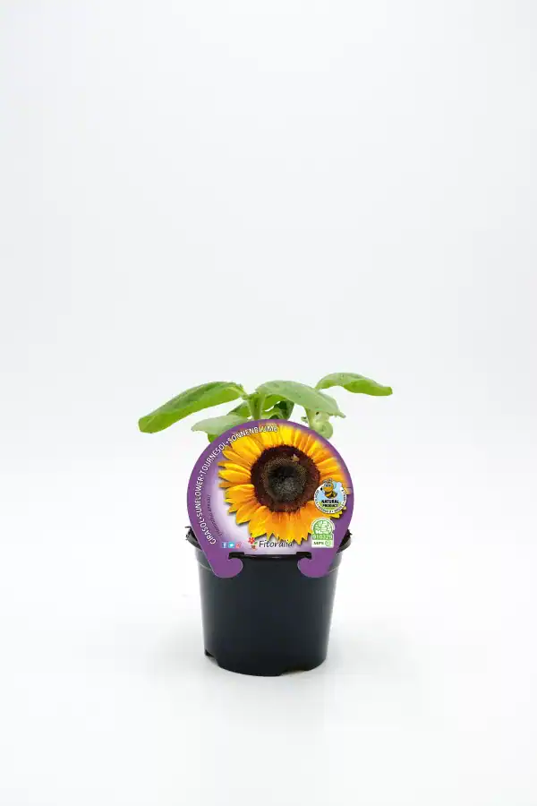 Girasol en maceta, planta de girasol joven en interior, cultivo ecológico y orgánico.