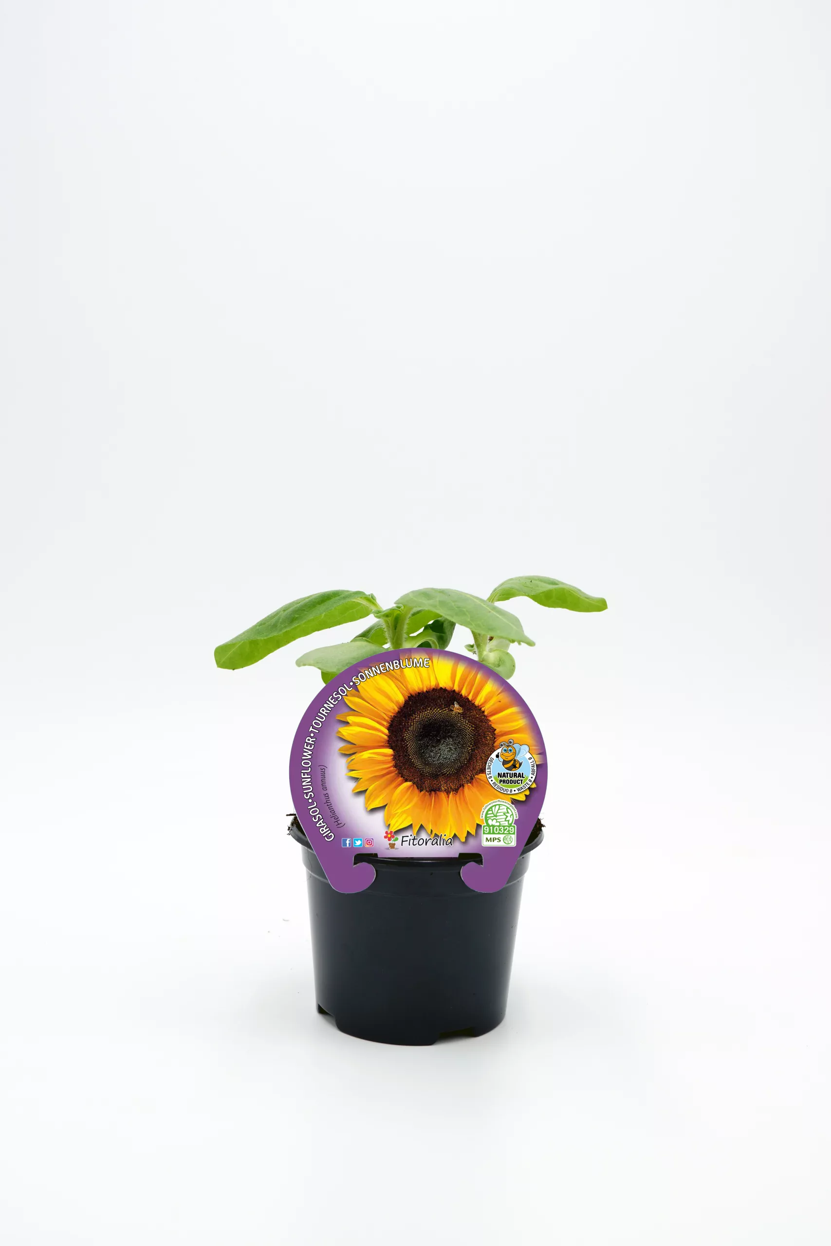 Girasol en maceta, planta de girasol joven en interior, cultivo ecológico y orgánico.