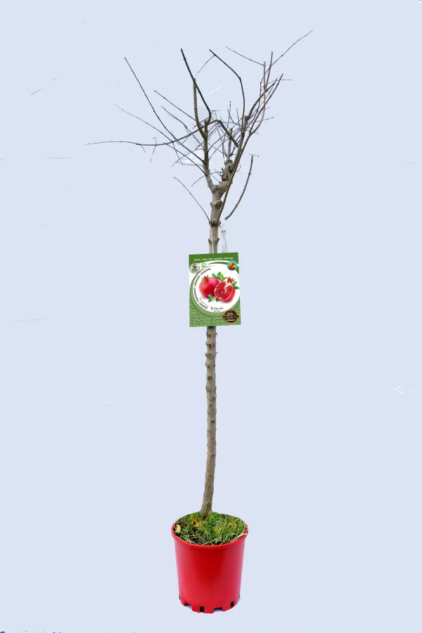 Arbol frutal en maceta sin hojas, preparado para plantar, con etiqueta de granada en un fondo claro.