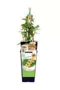 Jardín de endrinas con soporte de madera en maceta ecológica de Huerto.Bio, cultivo orgánico y sostenible para huertos urbanos y jardines.