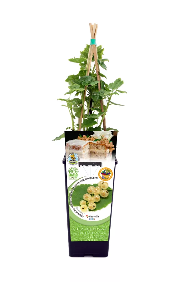 Jardín de endrinas con soporte de madera en maceta ecológica de Huerto.Bio, cultivo orgánico y sostenible para huertos urbanos y jardines.