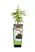 Jardín de plantas de grosella negra en maceta con soporte; cultivo ecológico con semillas orgánicas para huerto urbano y jardín biológico, ideal para cultivo casero de frutos del bosque.