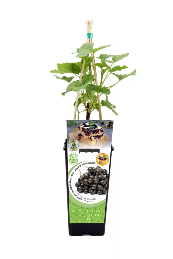 Jardín de plantas de grosella negra en maceta con soporte; cultivo ecológico con semillas orgánicas para huerto urbano y jardín biológico, ideal para cultivo casero de frutos del bosque.