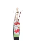 Cesta de plantas y frutos del bosque con ramas y un florero con datos ecológicos y certificaciones, ideal para cultivar y disfrutar de productos orgánicos y naturales en casa.