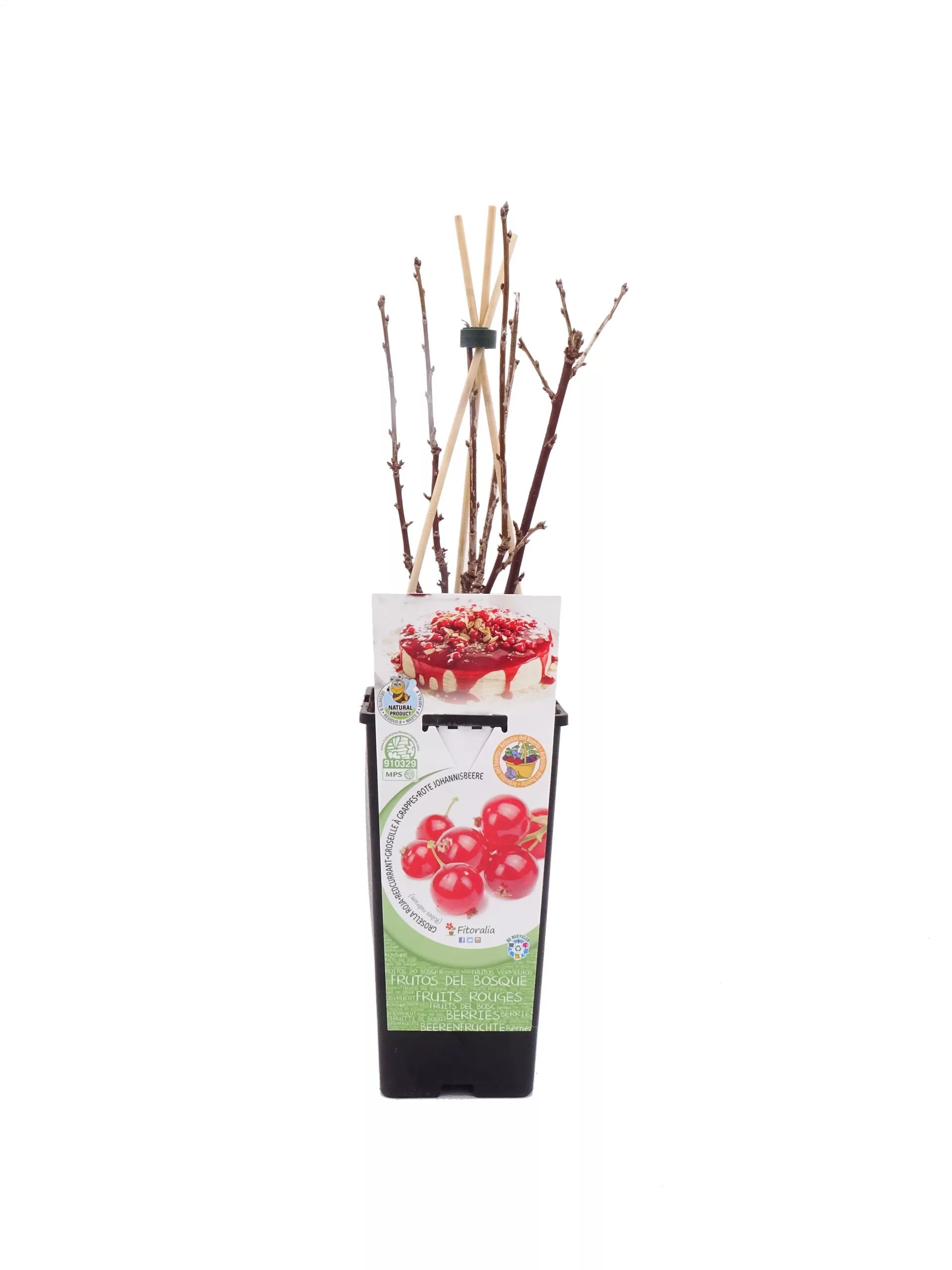 Cesta de plantas y frutos del bosque con ramas y un florero con datos ecológicos y certificaciones, ideal para cultivar y disfrutar de productos orgánicos y naturales en casa.