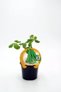 Cuidado de plantas de guisante en maceta, cultivo ecológico, huerto urbano, semillas orgánicas, agricultura sostenible, huerto.bio, cultivo en casa.