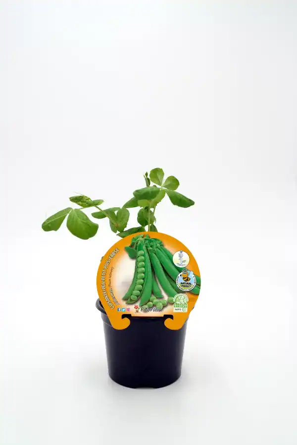 Cuidado de plantas de guisante en maceta, cultivo ecológico, huerto urbano, semillas orgánicas, agricultura sostenible, huerto.bio, cultivo en casa.