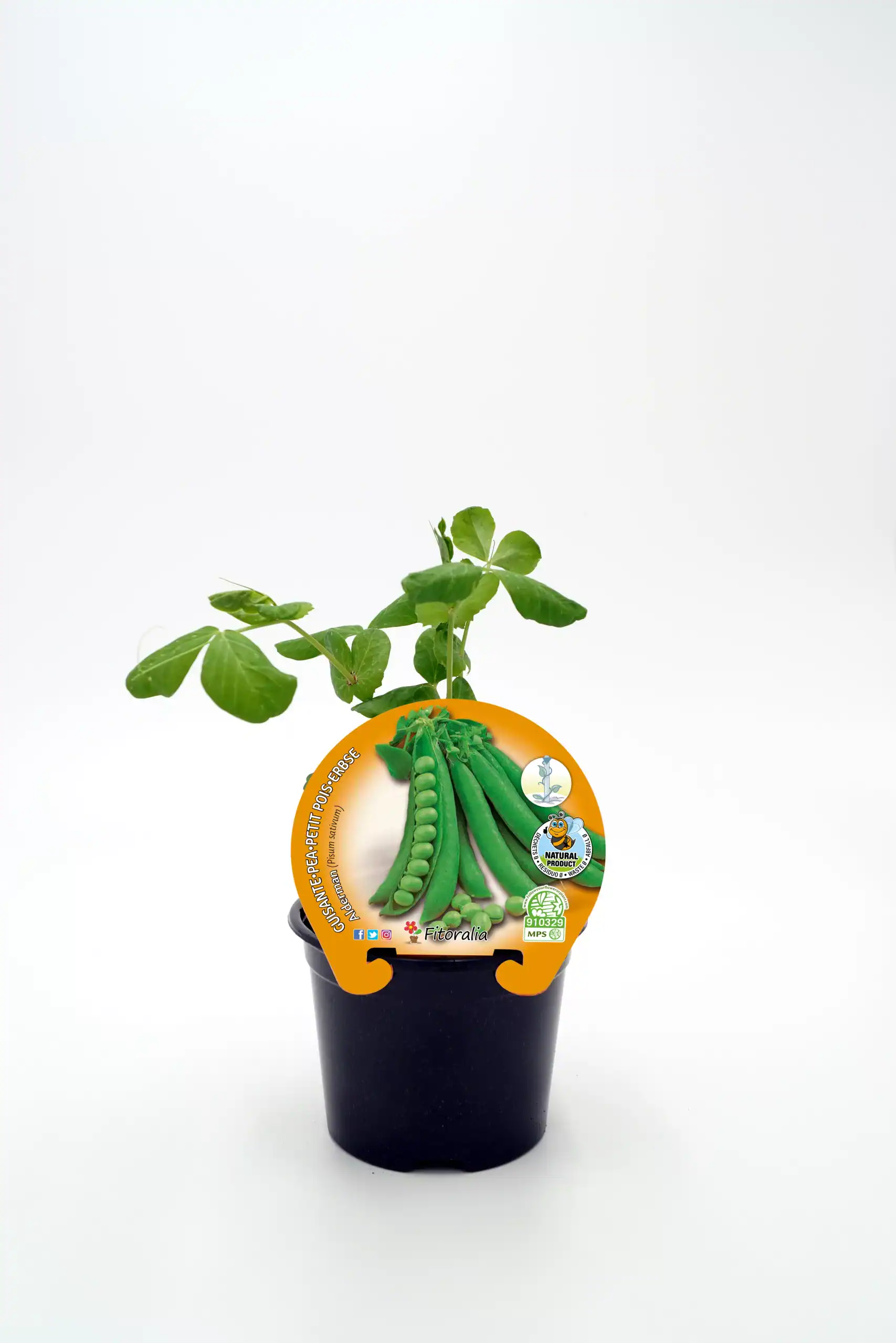Cuidado de plantas de guisante en maceta, cultivo ecológico, huerto urbano, semillas orgánicas, agricultura sostenible, huerto.bio, cultivo en casa.