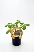 Hierba aromática en maceta, planta de albahaca morada para cultivo ecológico, ideal para huerto urbano, aromática y medicinal.