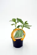 Variedad de judías verdes en maceta, con etiqueta de producto ecológico y orgánico, en fondo blanco.