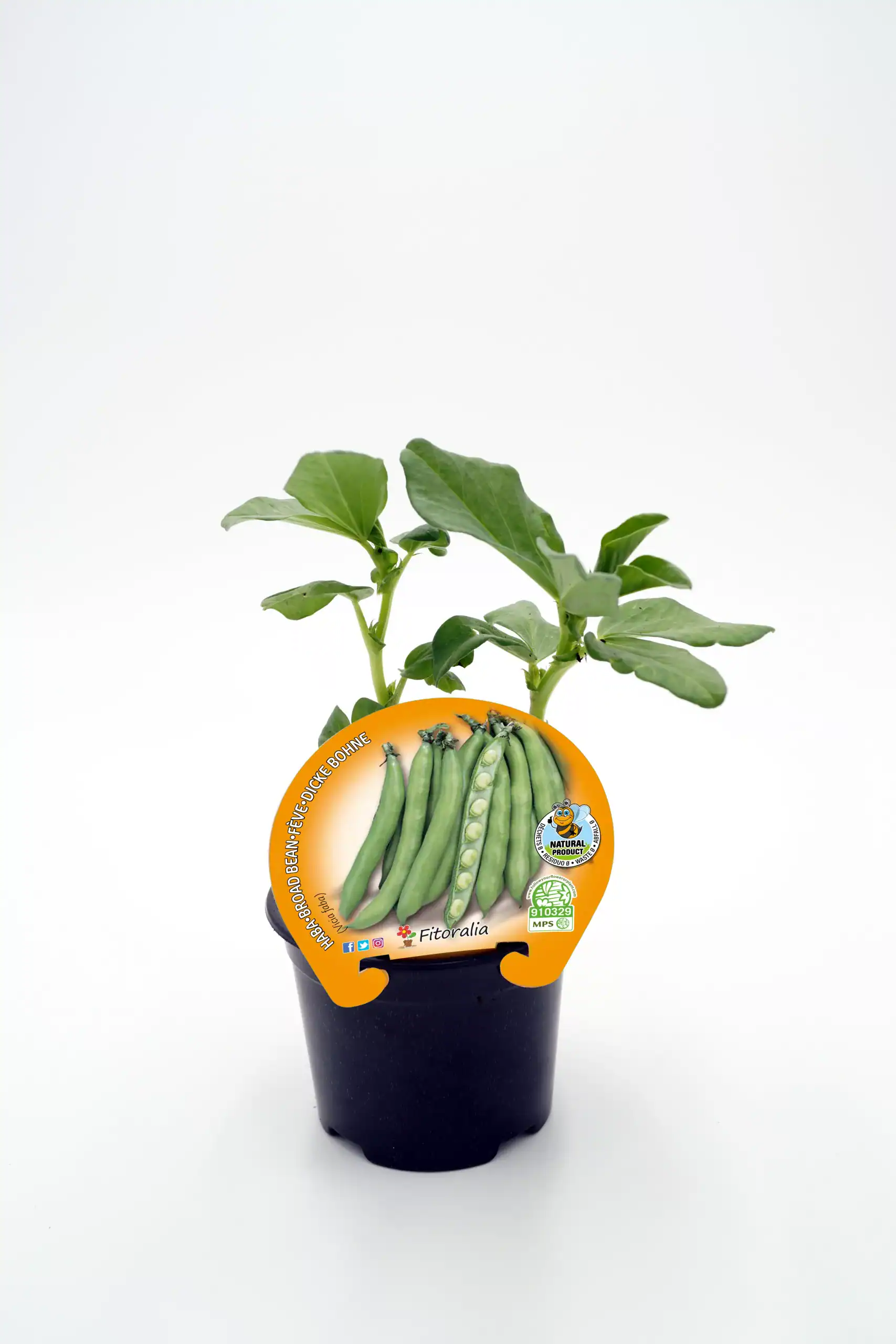 Variedad de judías verdes en maceta, con etiqueta de producto ecológico y orgánico, en fondo blanco.