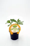 Fichero: brote-de-judias-verdes-baby-en-maceta-ecosostenible.jpg.