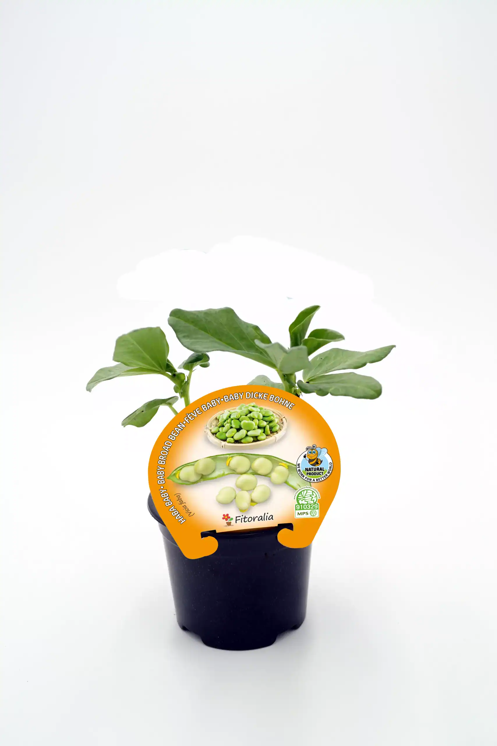 Fichero: brote-de-judias-verdes-baby-en-maceta-ecosostenible.jpg.