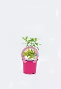 Jardín de plantas aromáticas ecológicas en maceta rosa, ideal para huertos urbanos y cultivo orgánico, promoción de agricultura sostenible y vida saludable.