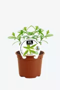 Limonero en maceta con etiqueta de cultivo ecológico y certificado de agricultura natural.
