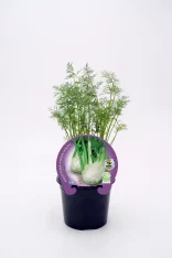 Fresca planta de eneldo en maceta, ideal para huerto ecológico y cocina saludable, destacando en agricultura biodinámica y cultivos orgánicos.